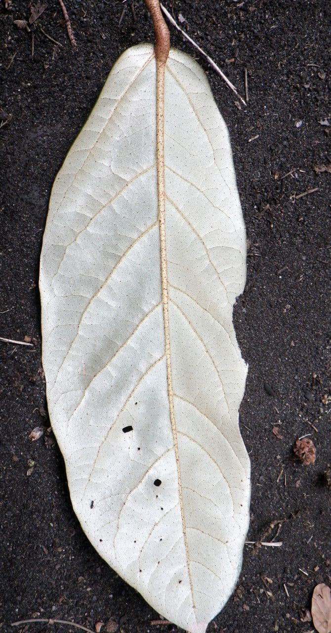 Heritiera 10