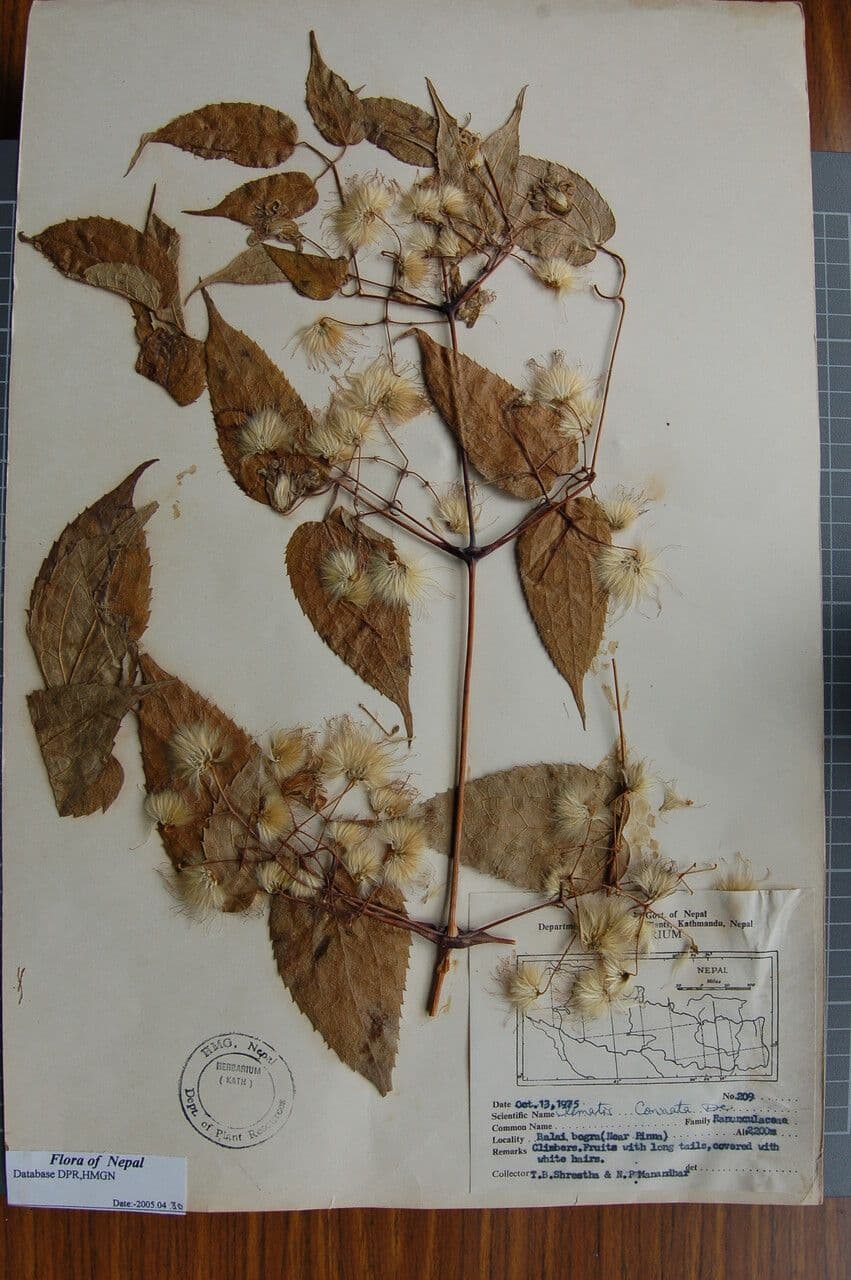 Clematis connata 16