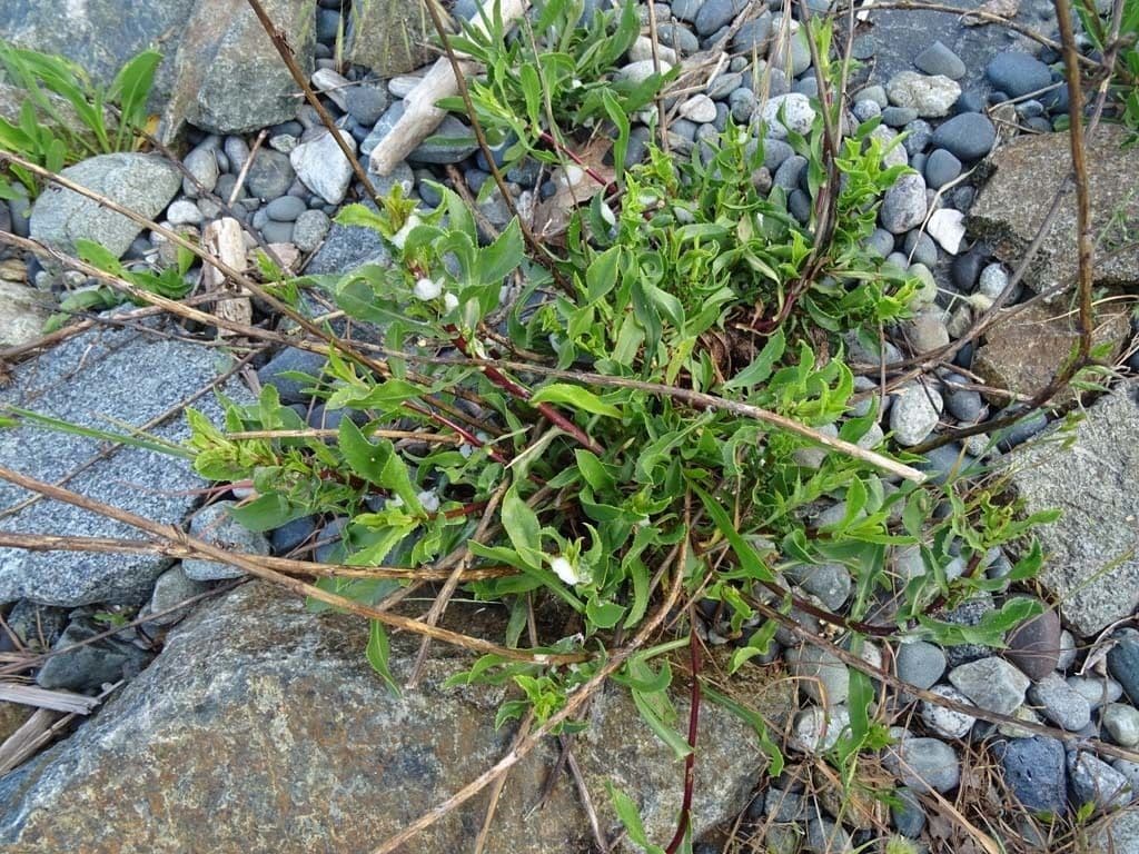 Erba gomma del Puget Sound 8