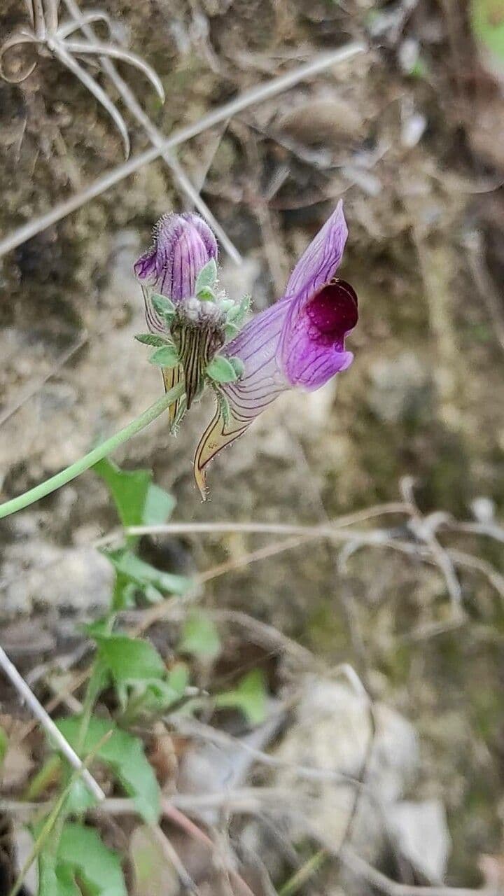 Linaria