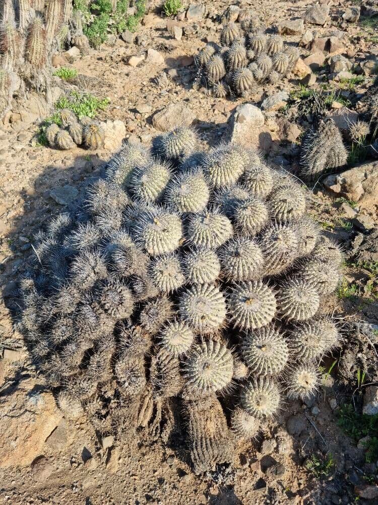 Copiapoa 2