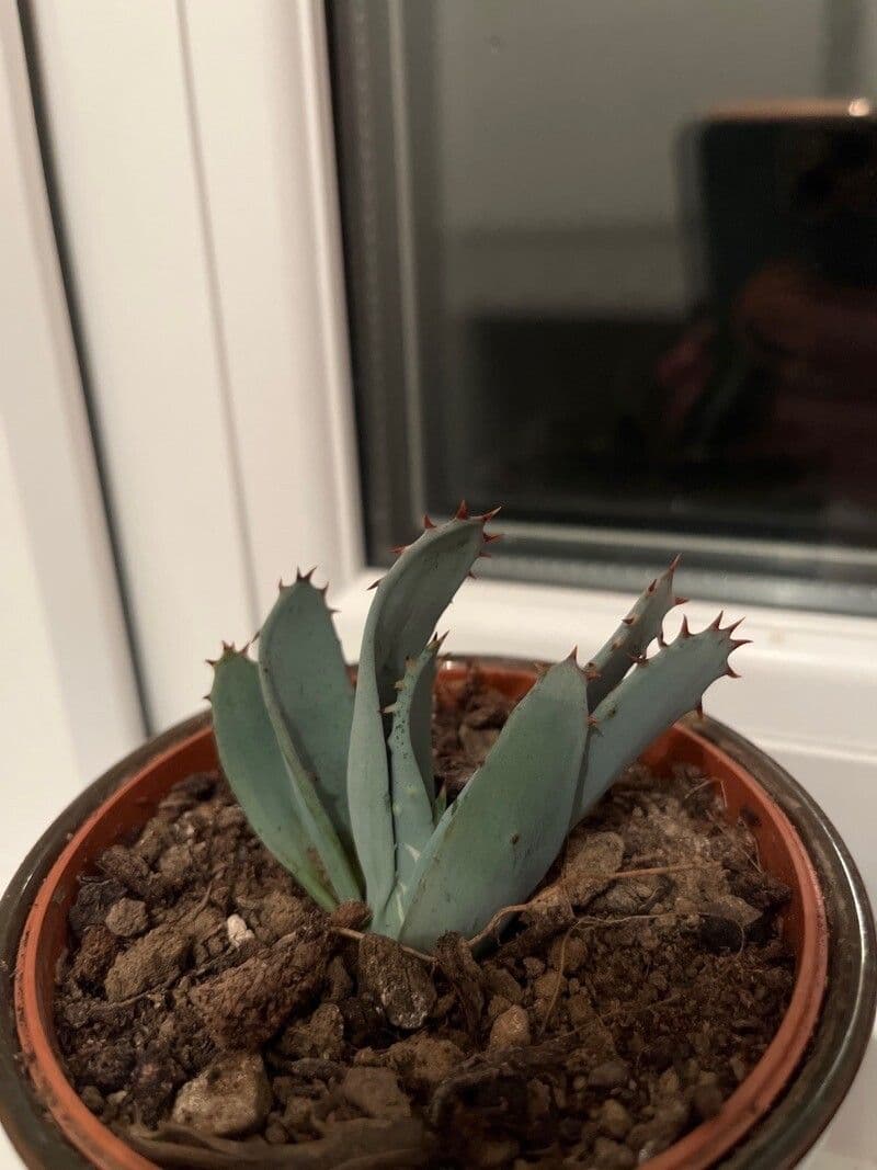 Aloe 2