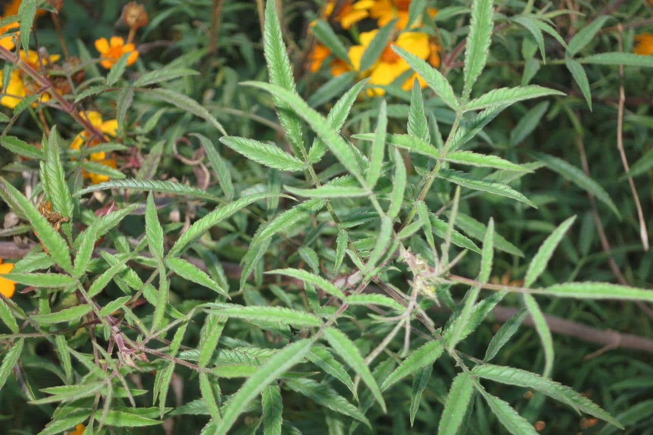 Tagetes 17