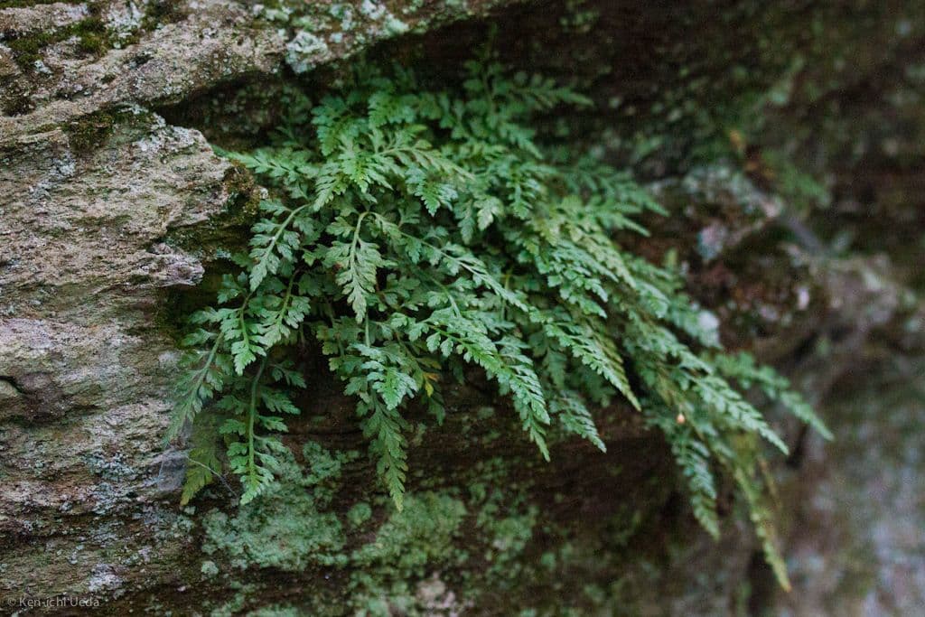 Asplénium de montagne 2