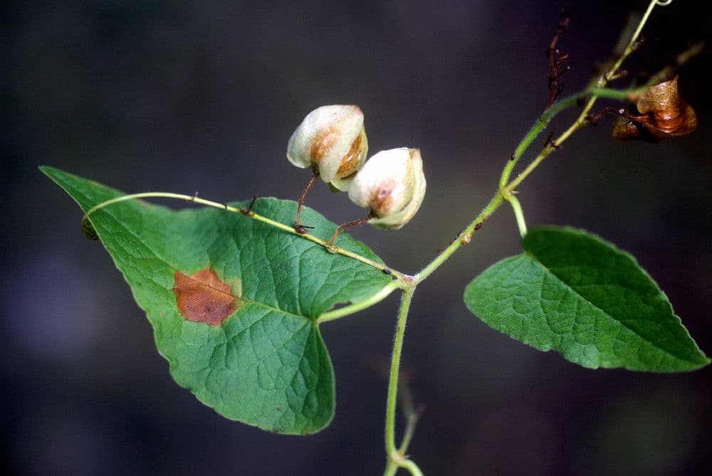 Cardiospermum corindum 2