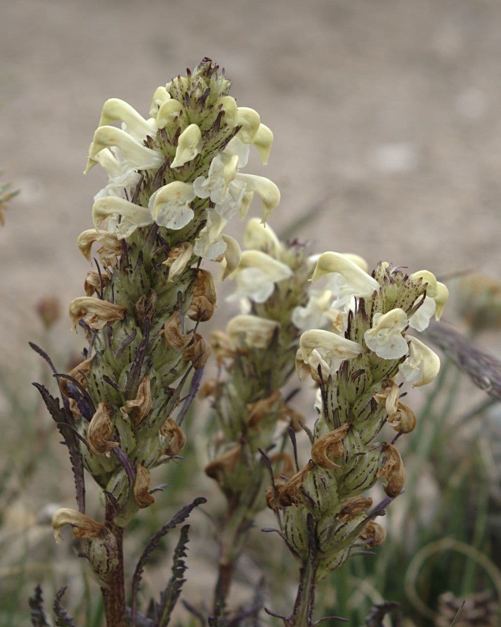 Pedicularis di Parry 3