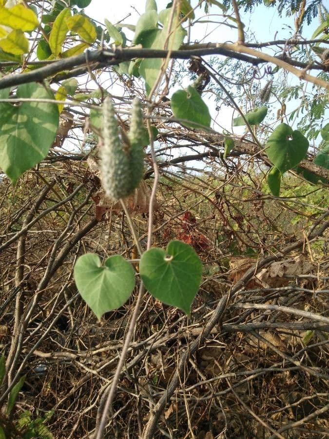 Pergularia daemia 2