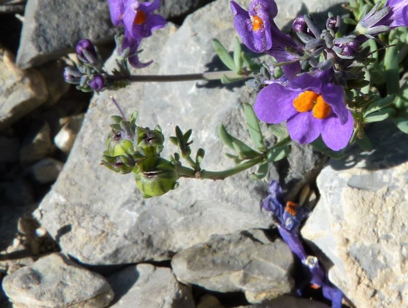 Linaria alpina 5