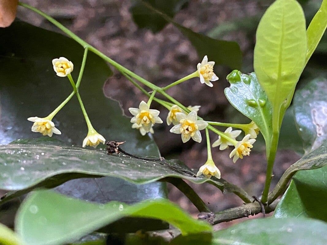 Ocotea 6
