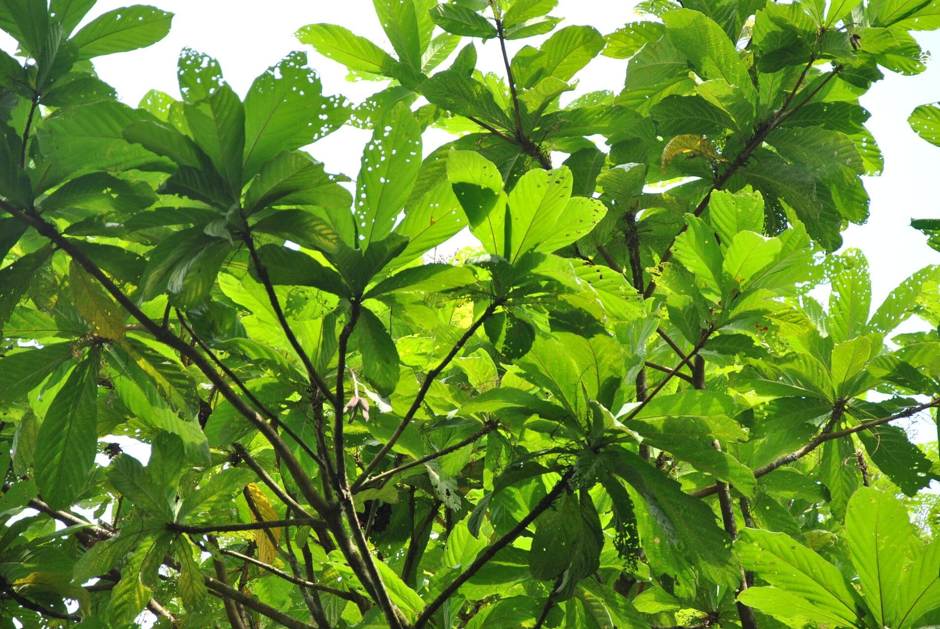 Sterculia 24
