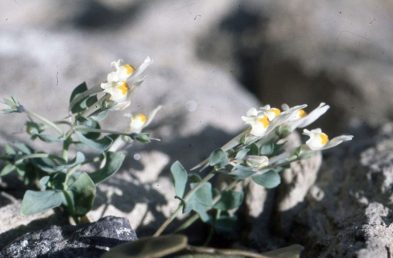 Linaria reflexa 8