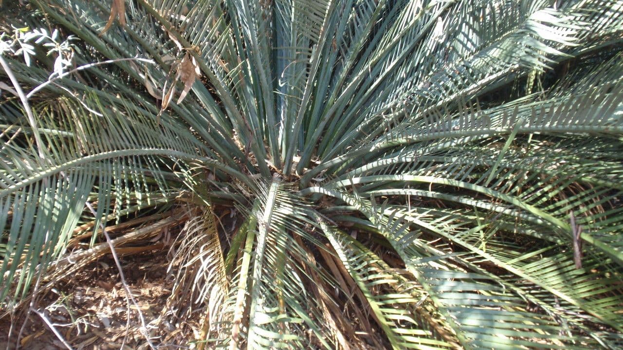 Macrozamia 9