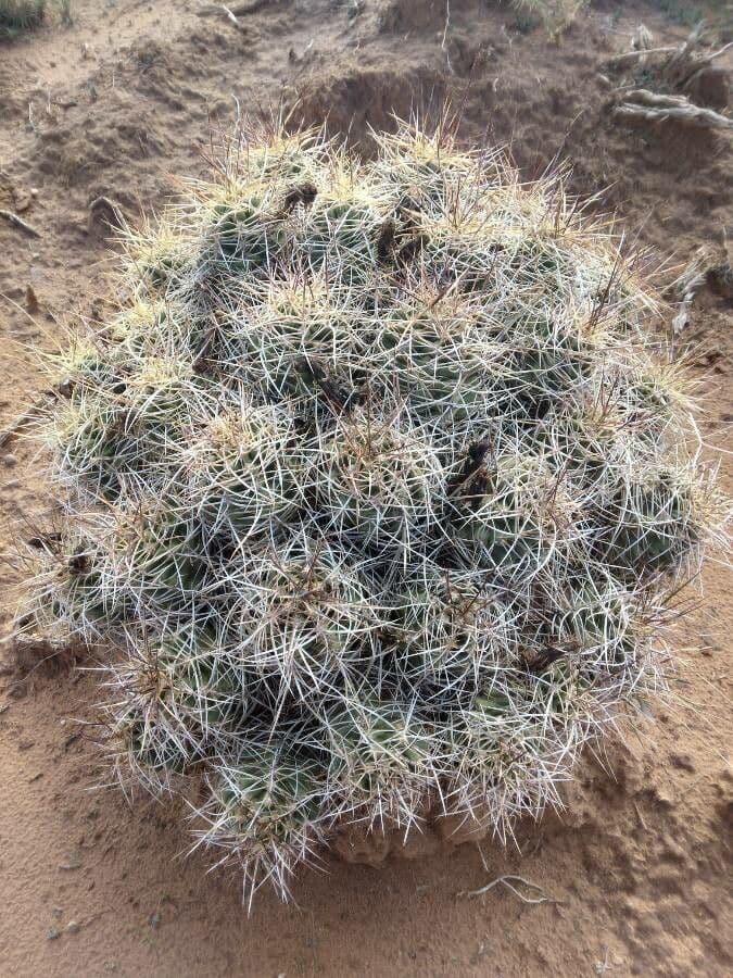Cactus banana 5