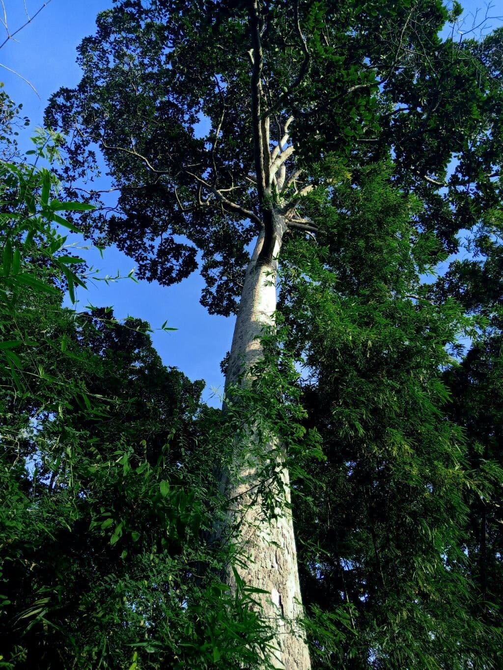 Legno di rosa