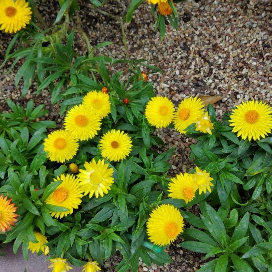 Xerochrysum 34