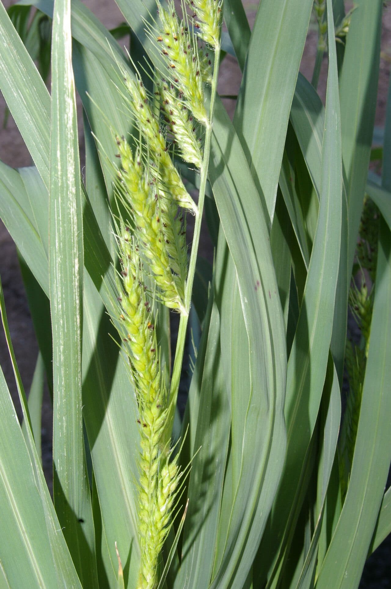 Echinochloa polystachya