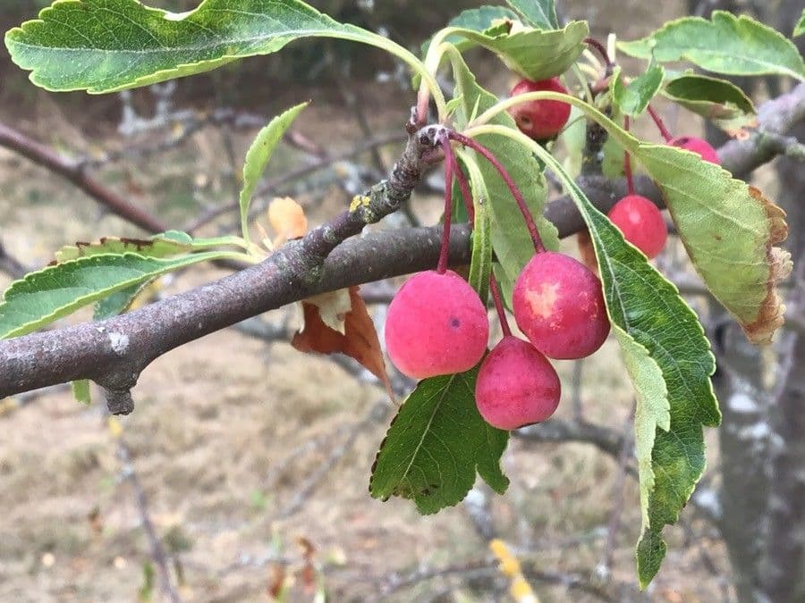 Cut-leaf crab apple