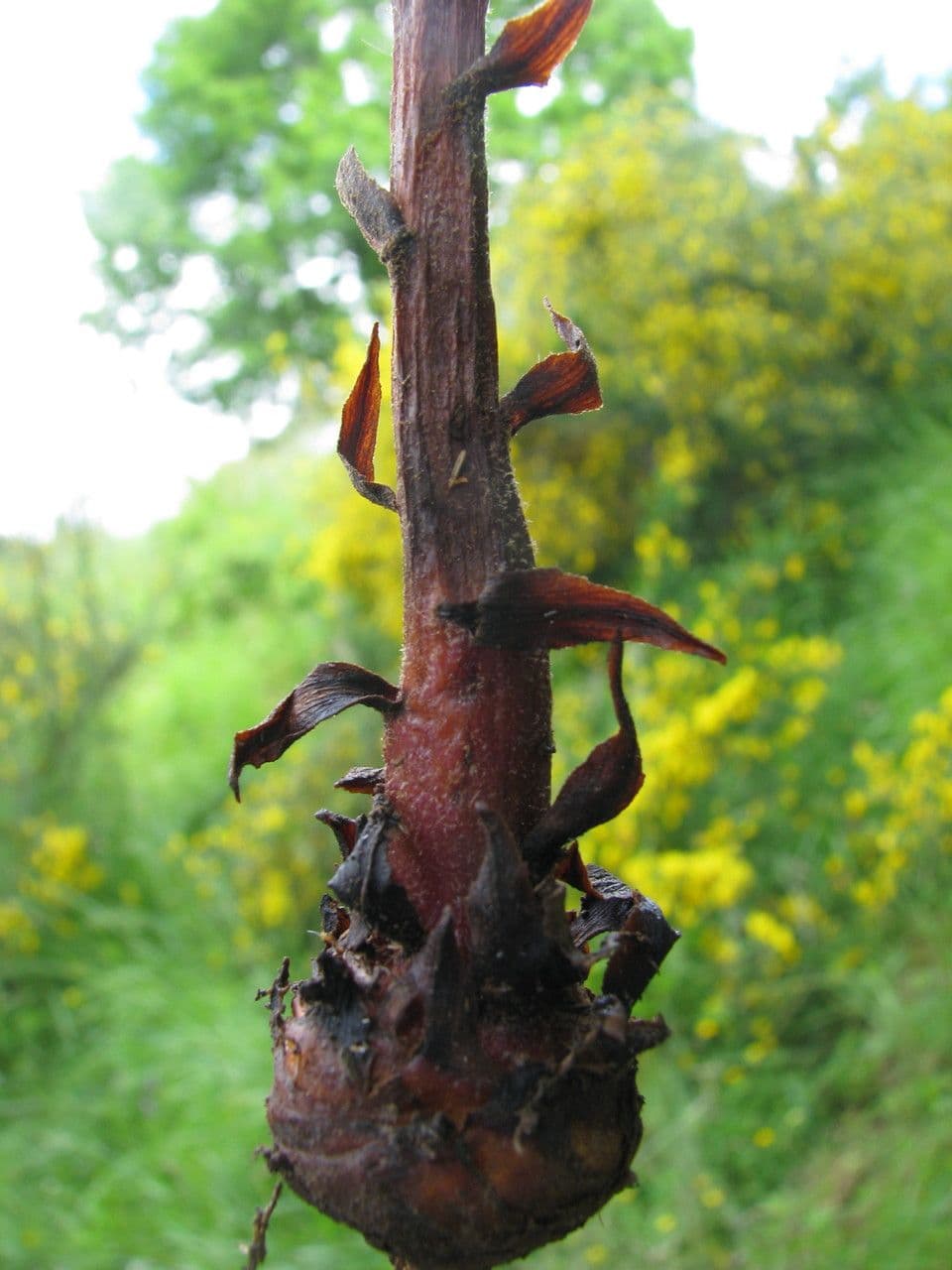 Orobanche del ginestrone 23