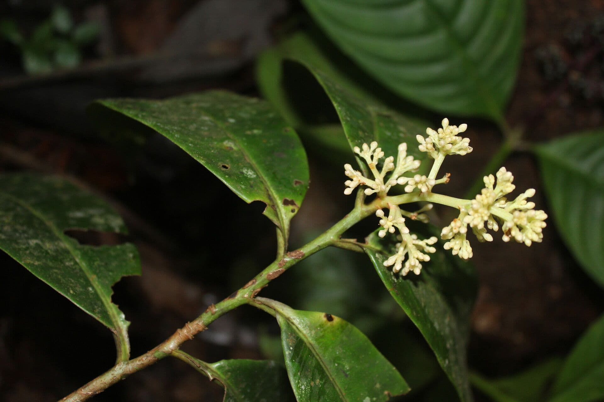 Ardisia 6