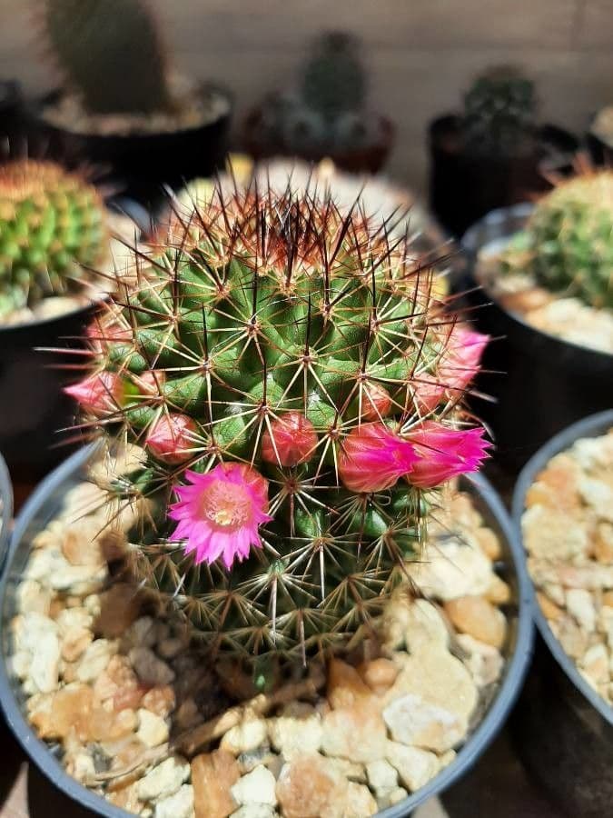 Cactus coussin de Backeberg 16