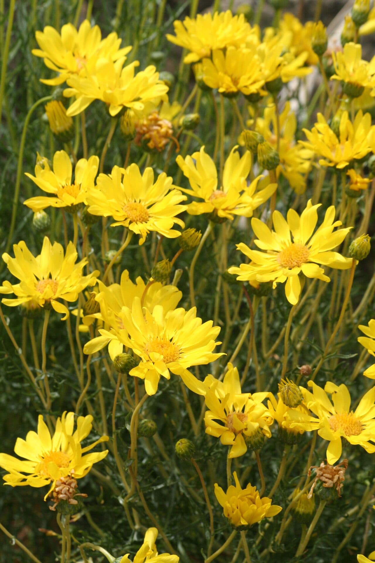 Grindelia 3