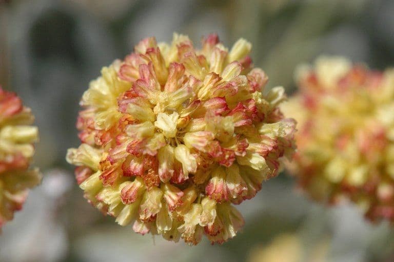 Polygonum 2