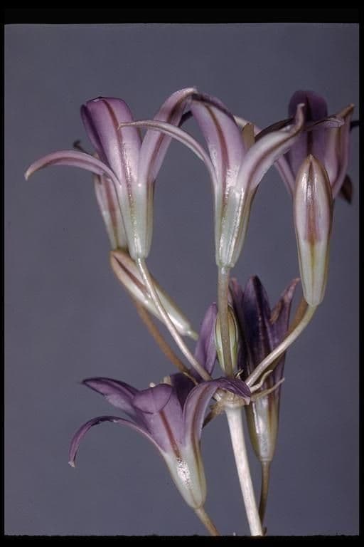 Brodiaea elegans 8