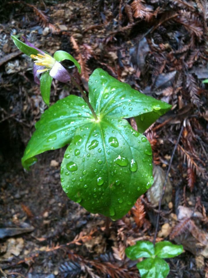 Trillium ovato 15