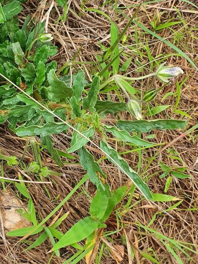 Schmalblättrige Monsonia 9