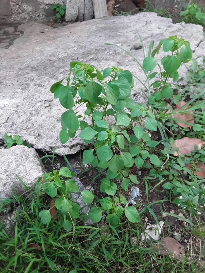 Konopa indická 9