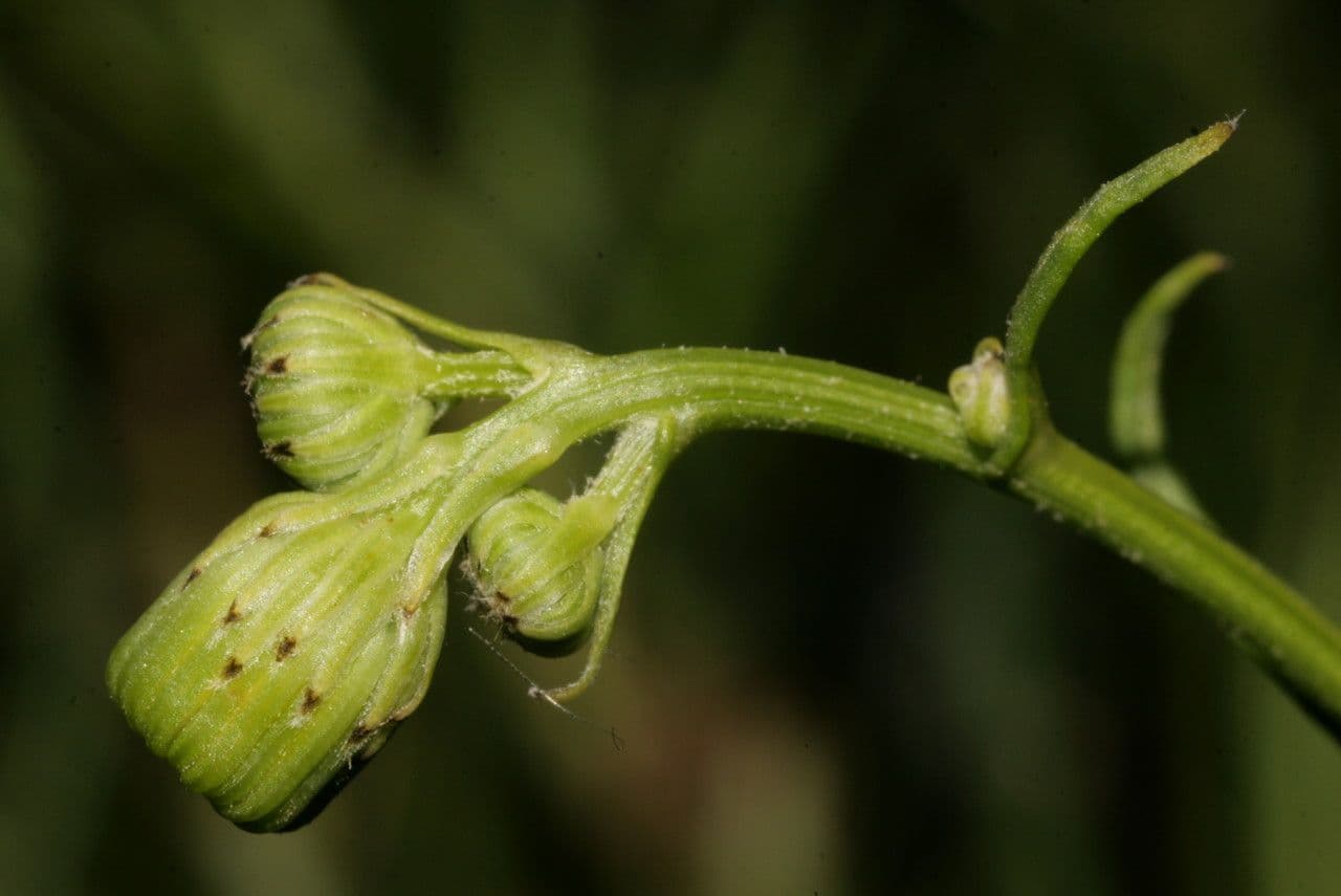 Schmalblättriges Greiskraut 27