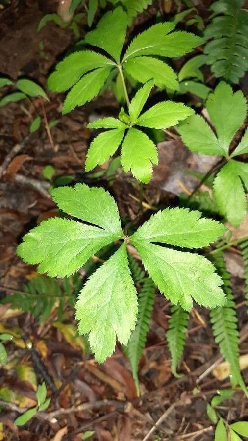Sanicula canadensis 20