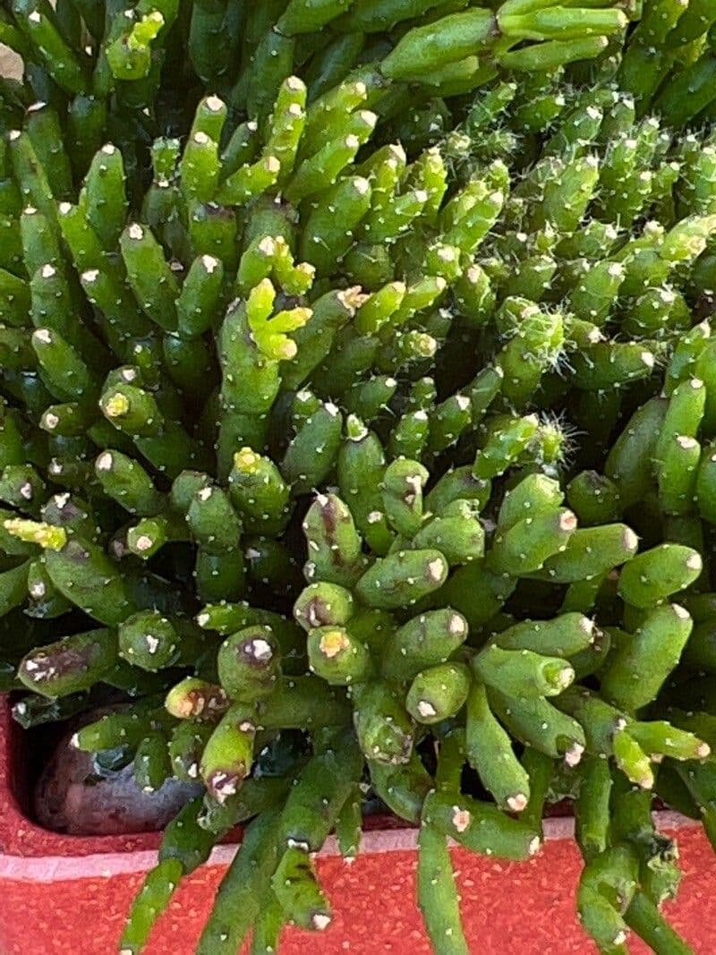 Rhipsalis 11