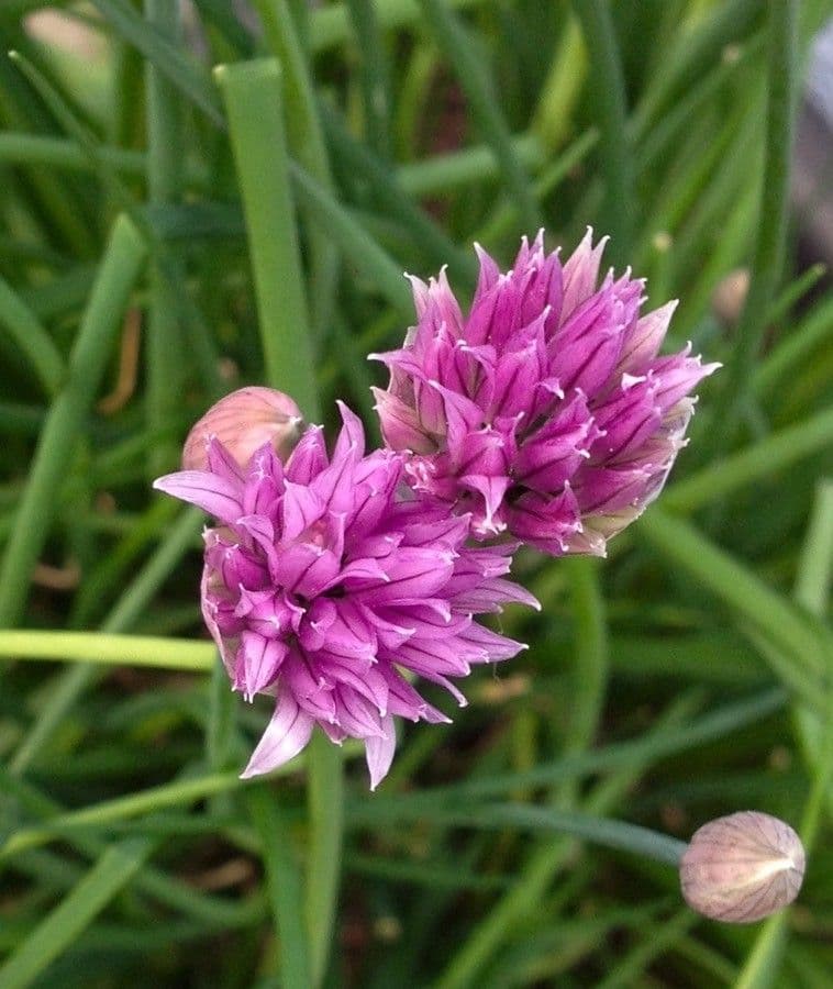 Erba cipollina 8