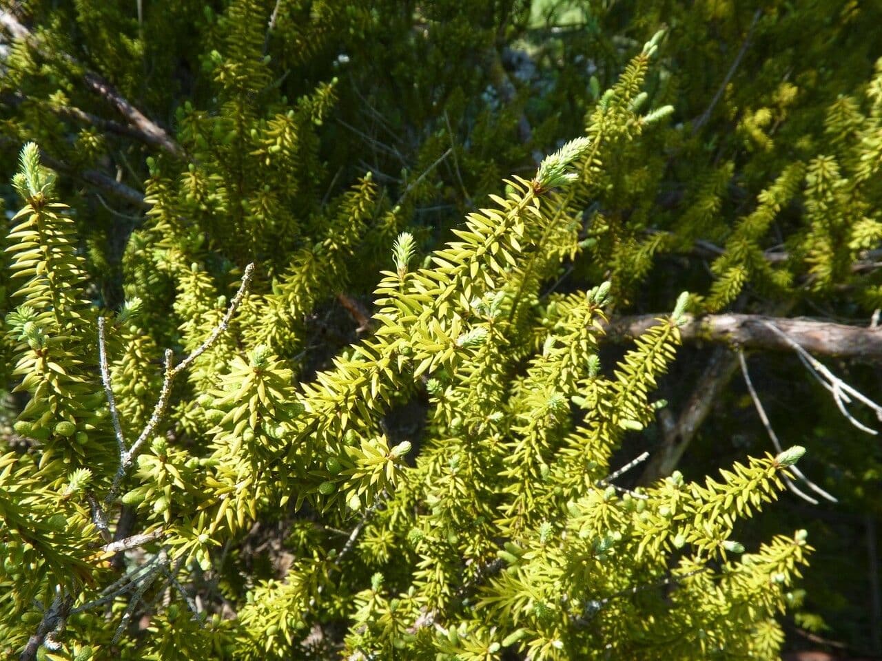 Podocarpo
