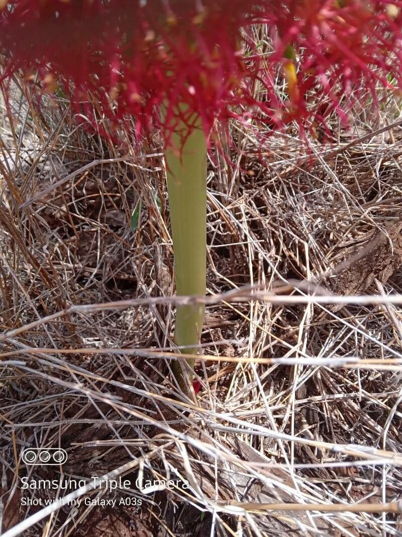 Scadoxus 22