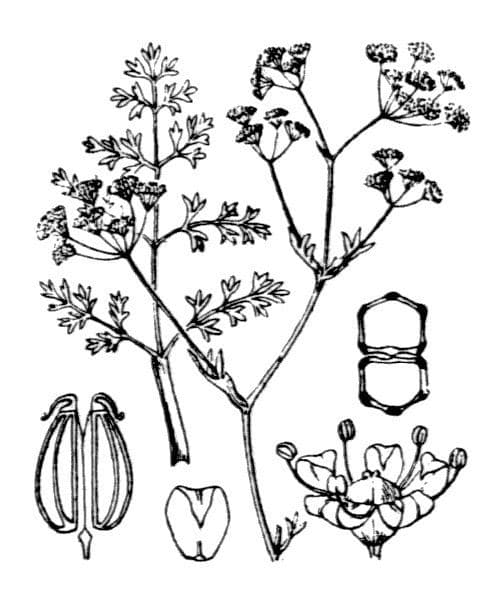 Trinia 28
