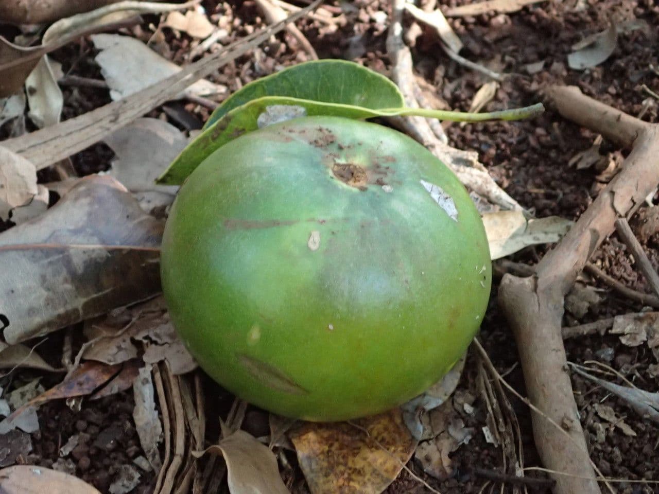 Mimusops balata 5