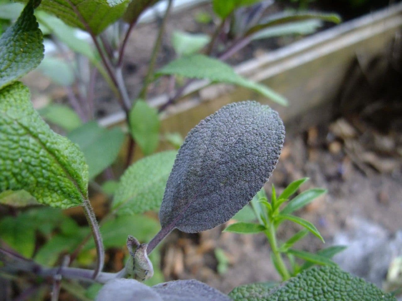 Salvia purpurea 8