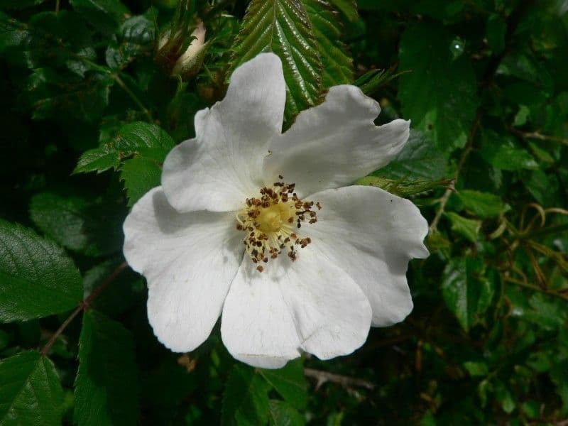 Deseglise-Rose 3