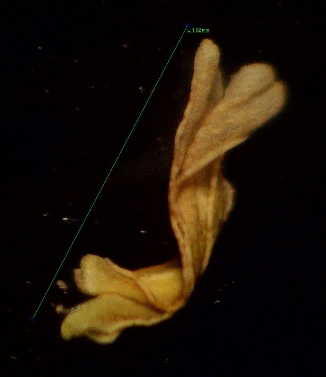 Vlasovka jednostranná 9