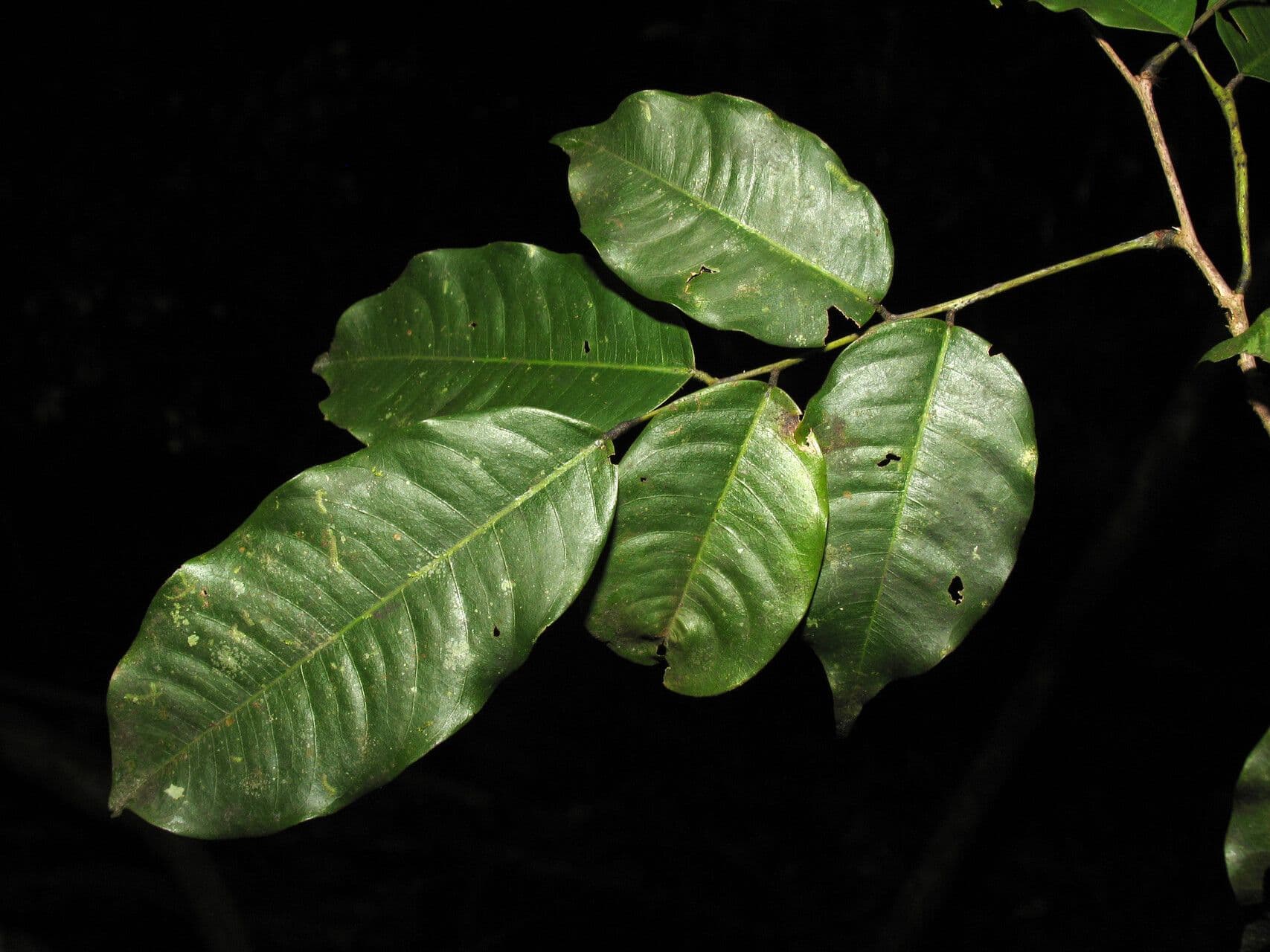 Paramachaerium 2