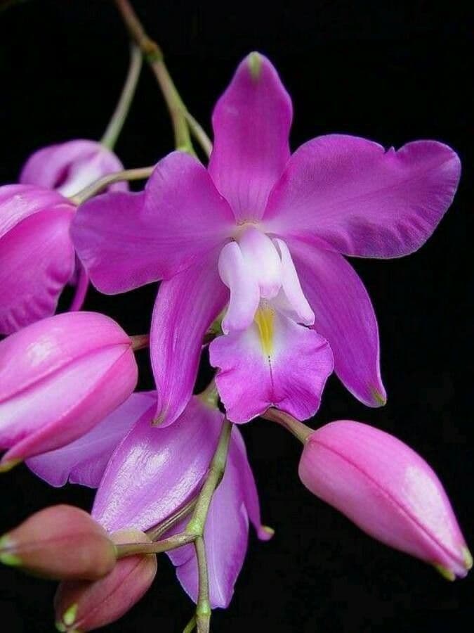 Laelia