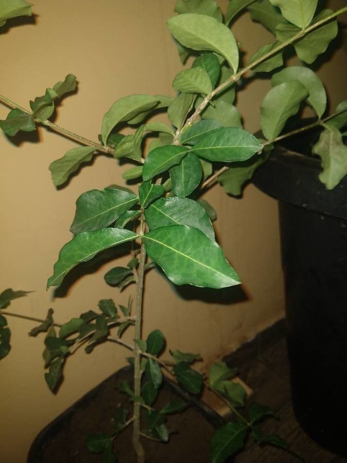 Ciliegio di Barbados 22