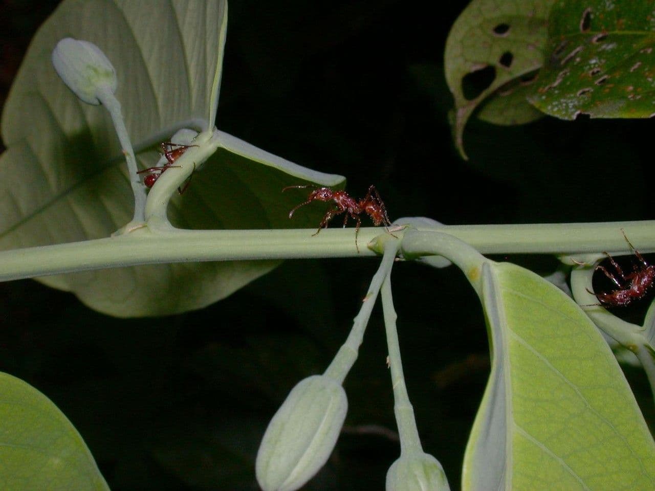 Passiflora 19