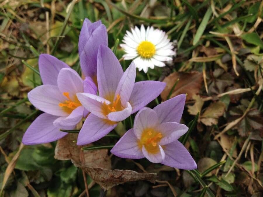 Cólquico 6