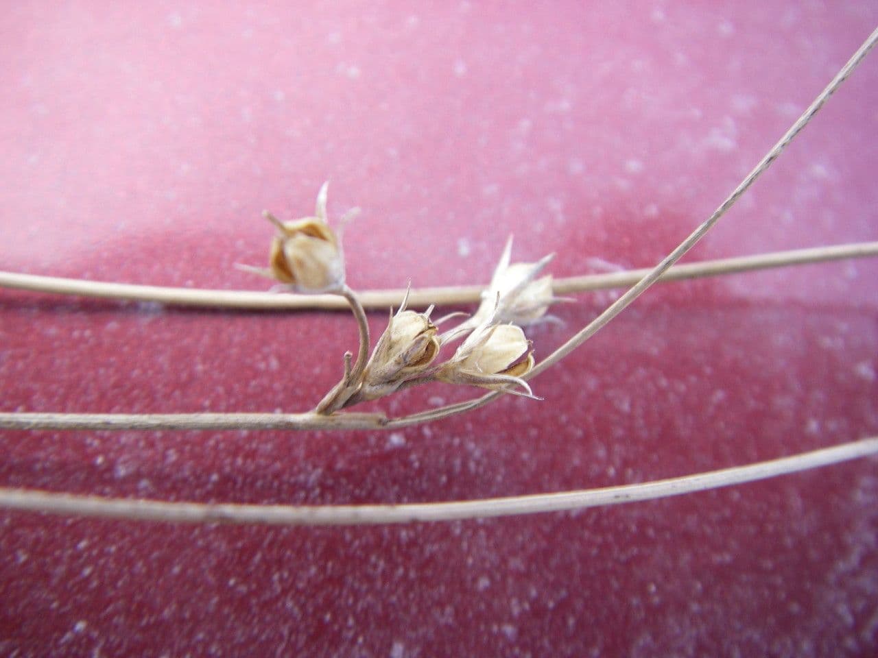 Sit Dudleya 2