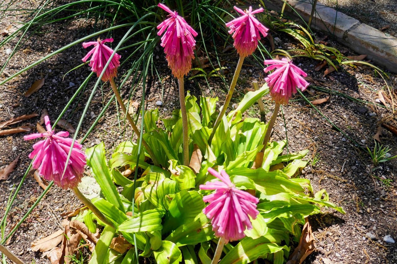 Waldlilie 8