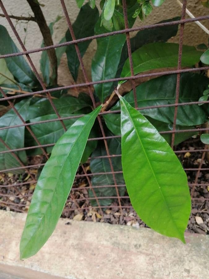 Synsepalum 17