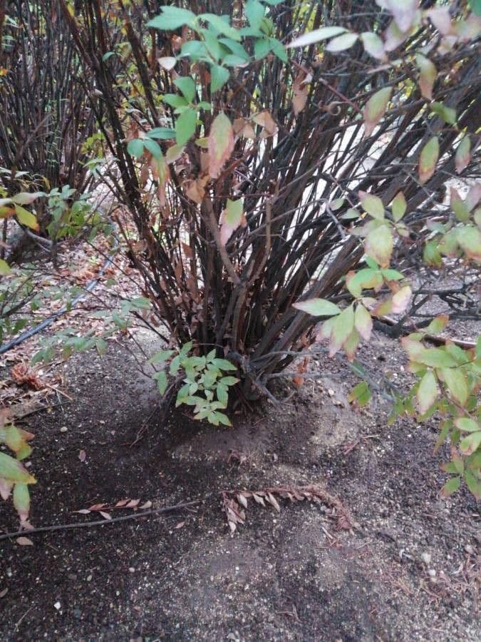 Reeve's spiraea 21